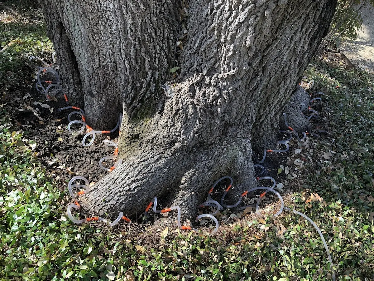Detailed Tree Cabling and Bracing job site in Kake