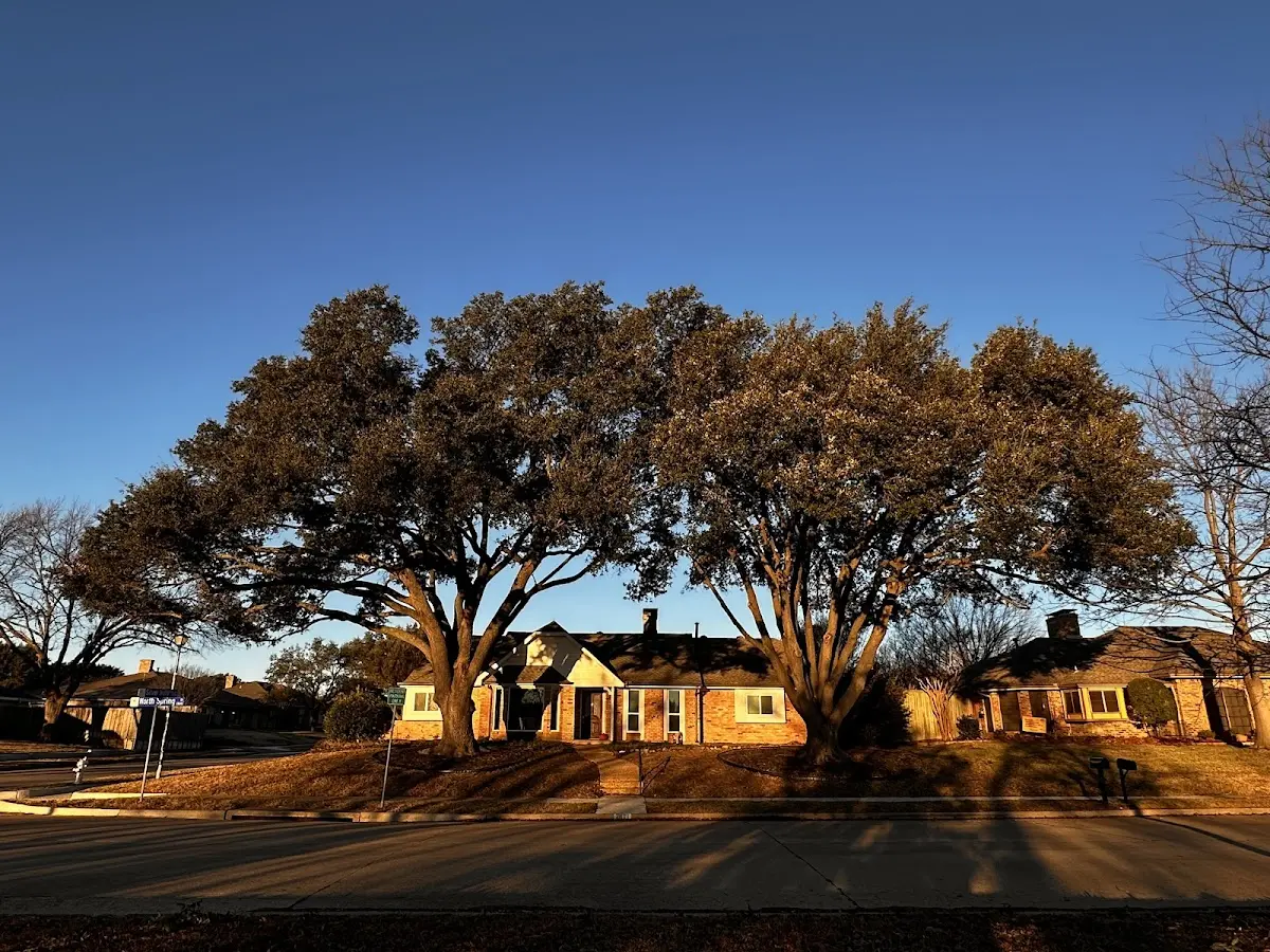 Established residential canopy tree shading a home in Kake